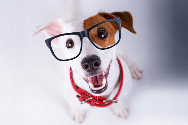 Dieses Imagebild zeigt einen kleinen Hund mit einer großen Brille, der nach oben in die Kamera guckt.